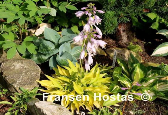 Hosta Gosan Hildegarde